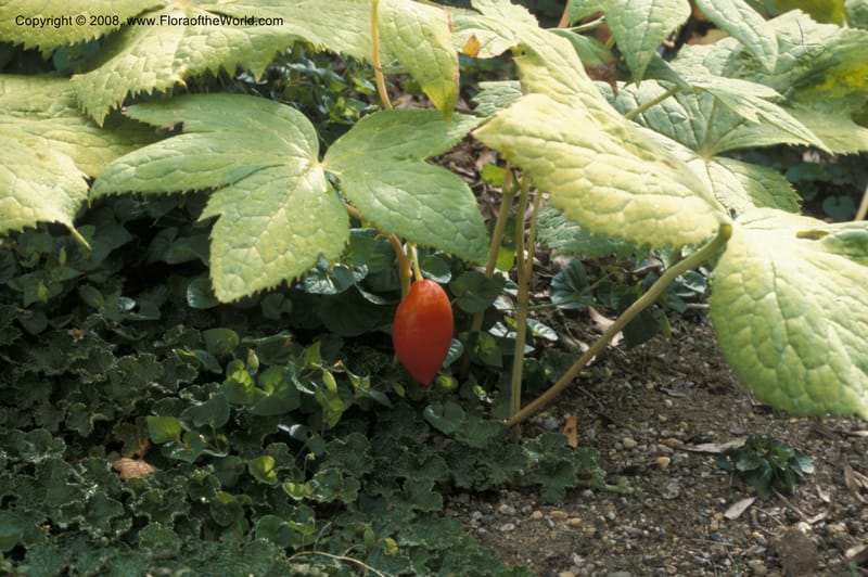 Podophyllum emodii--Canada. BC. UBC Bot. Garden. Aug 89. 002.jpg