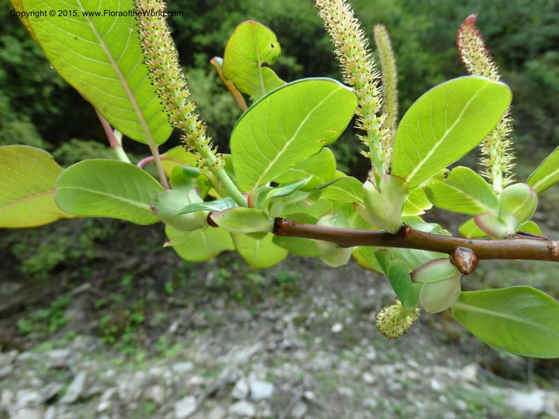 Salix, Boufford, D 43739--China. Sichuan. XinZhaZi Gou. 14 May 2014. DSC06426 (32).JPG
