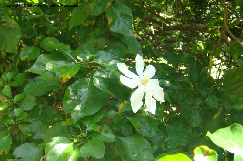 Gardenia thunbergii--South Africa. Durban Botanical Garden. 30 Jan 09. 005.jpg