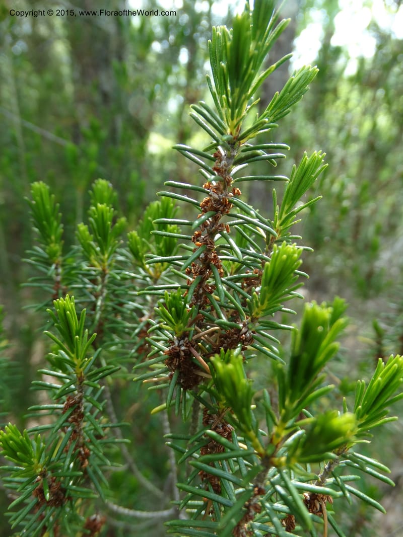 Ceratiola ericoides, Davidson, C 13062--South Carolina. Lexington Co. Redmond Rd. 20 May 2015. DSC06945 (28).JPG