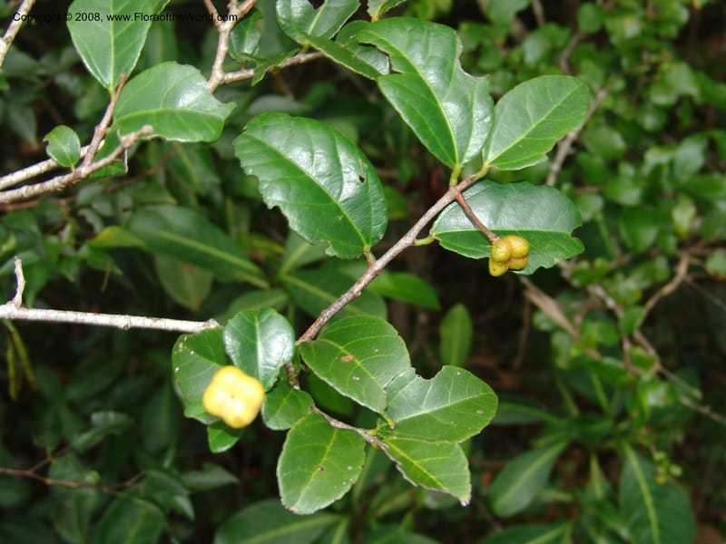 Grewia pondoensis--So.Africa. E. Cape. Umtamvuna Nat. Res. 11 Mch 05. 285.jpg