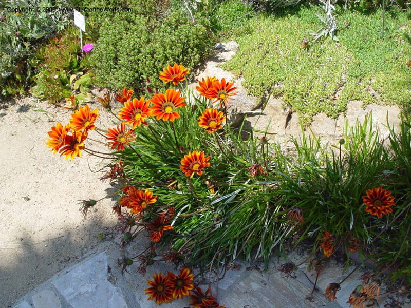 Gazania krebsiana--Spain. Blanes. Marimurtra Bot. Gard. 24 Apr 04. 203.jpg
