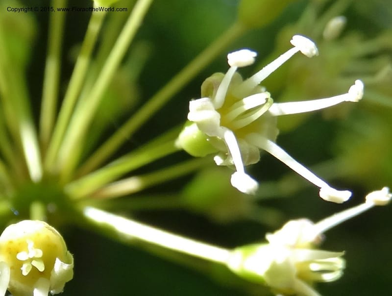 Aralia nudicaulis, Davidson, C 12999--North Carolina. Macon Co. Horse Cove Rd. 14 May 2015. DSC05455 (30).JPG