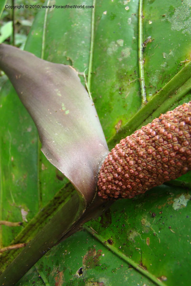 Anthurium, Vasquez 34815--Peru. Loreto. Dist. Nauta. Miraflores, Rio Tigre. 10 Nov 08. 034.jpg