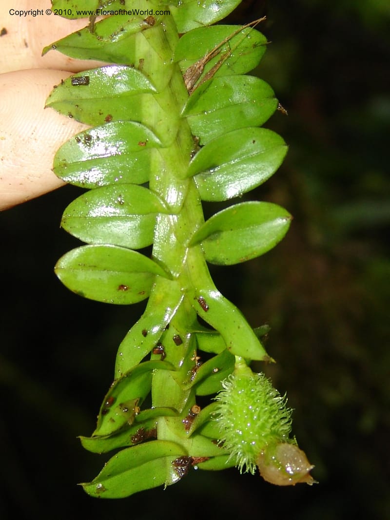 Dichaea, Croat 95916--Ecuador. Maquipucuna Biol. Res. Send. al Humedal. 14 Mar 06. 232 (4).jpg