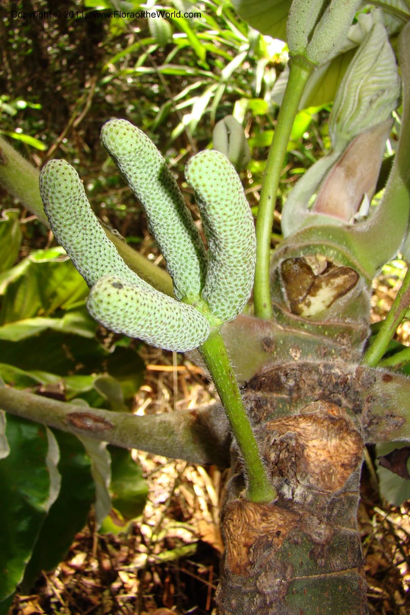 Cecropia peltata, Phillipson 6117--Madagascar. Prov. Fianarantsoa. Manombo Nat. Park. 13 Jan 09. 077 (14).jpg