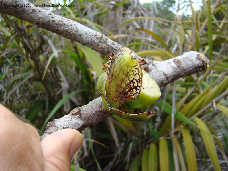 Strasburgeria robusta, JMunzinger4877--New Caledonia. Monts Dzumac. 20 Nov 07. 123.jpg
