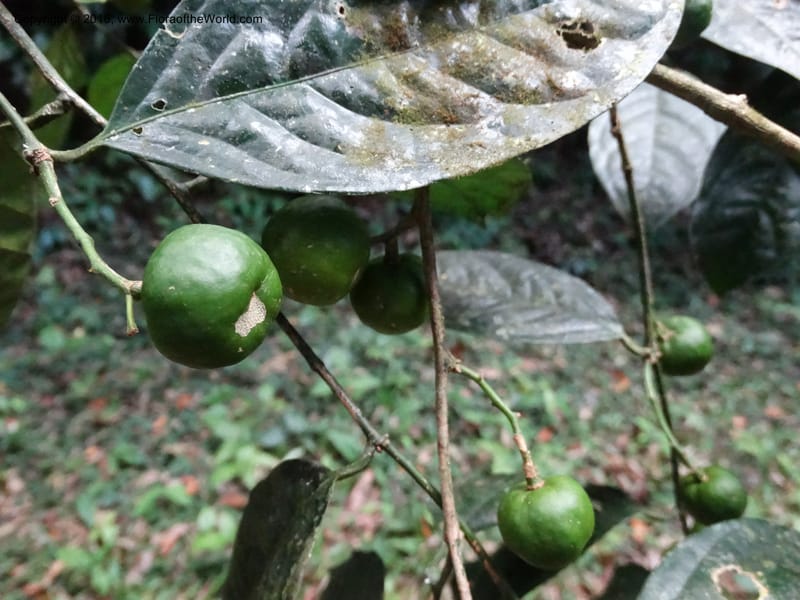 Xanthophyllum, Davidson, C 12912--Sabah. Sub-stesen Sayap. 26 Mar 2015. DSC00551 (92).JPG