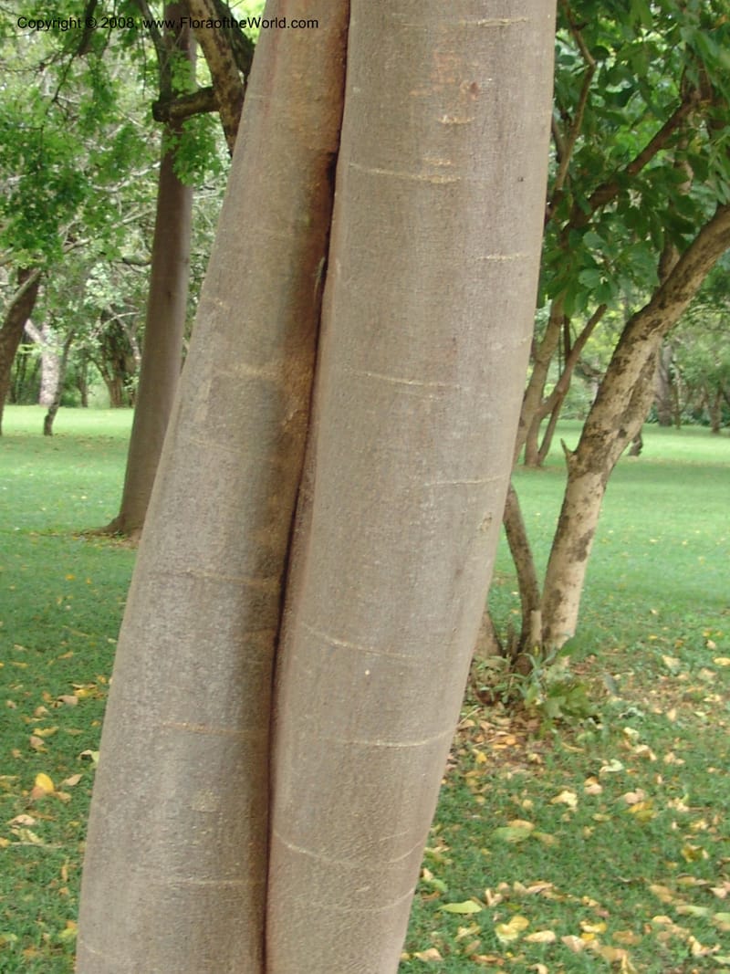 Albizia gummifera cf--So. Africa. Lowveld Nat. Bot. Gard. 14 Mch 05. 158.jpg