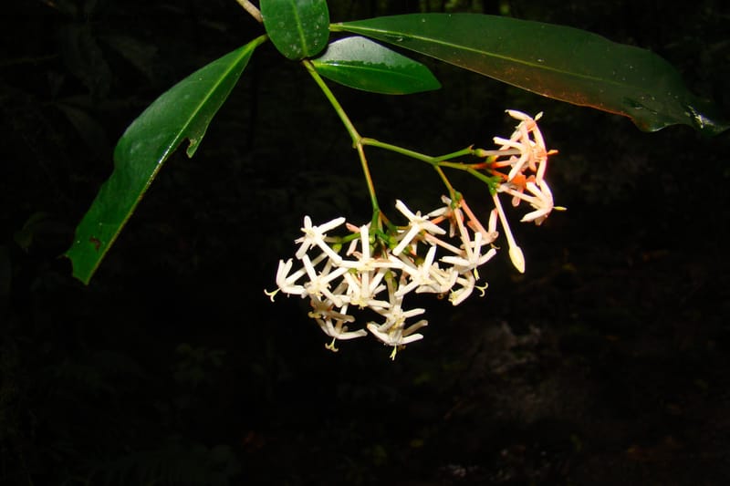 Ixora scheffleri, WKindeketa2986--Tanz. Rungwe Distr. Rungwe For. Res. 24 Jan 08. 207.jpg