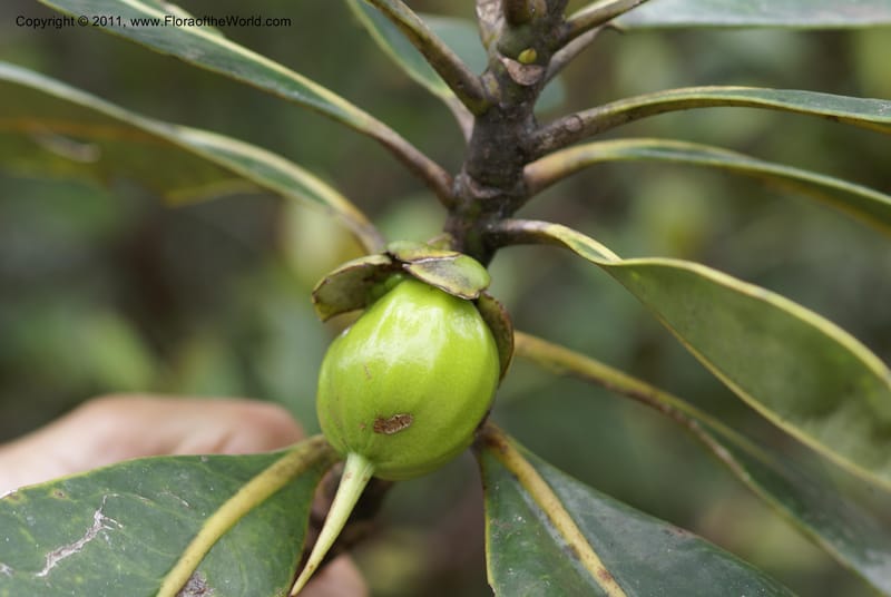 Strasburgeria robusta, Munzinger, J 4877--New Caledonia,  Dzumac, 20 Nov 2007, 28 (32).JPG