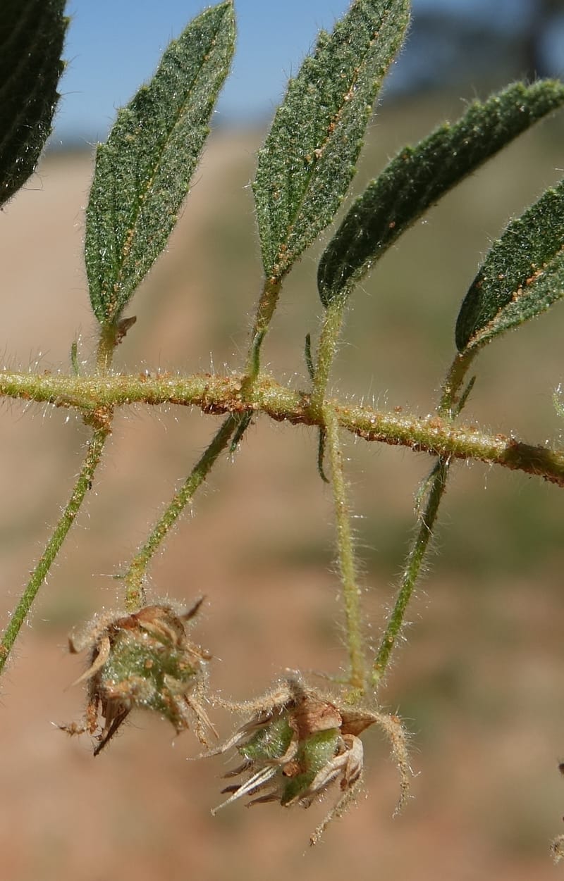 Hermannia tomentosa, L. Nanyeni 1231--Namibia. Hwy D1228, stop 1. DSC03368 (35).JPG