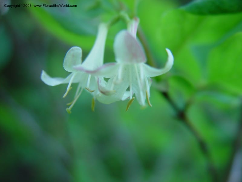 Lonicera utahensis--ID. Valley Co. N. Fk. Payette River. 12 Jun 03. 059.jpg