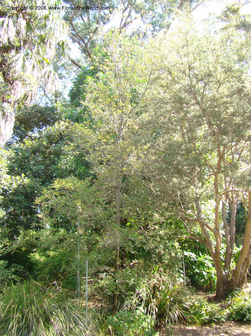 Eucryphia moorei--Australia. Royal Botanic Garden, Melbourne. 19-20 Mch 08. 044.jpg