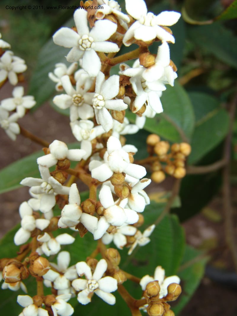 Nectandra, Vasquez31455--Peru. Prov. Oxa. Parq. Nac. Yanachaga Chemillen. 12 Oct 06. 075.jpg