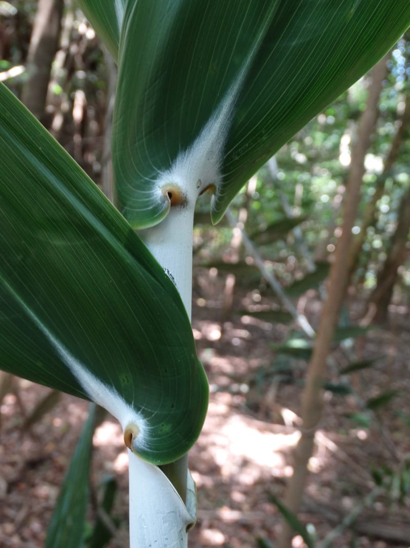 Flagellaria, Callmander, M 1254--New Caledonia. Nehoue Forest. 17 Nov 2015. DSC03041 (218).JPG