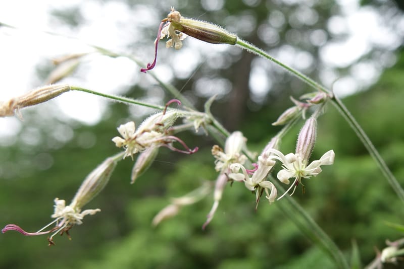 Silene nutans subsp. nutans,  Davidson, C 13266--Switzerland. Oberwald. Chapel St. Nikolas. 2 Jul 2016. DSC07728 (777).JPG