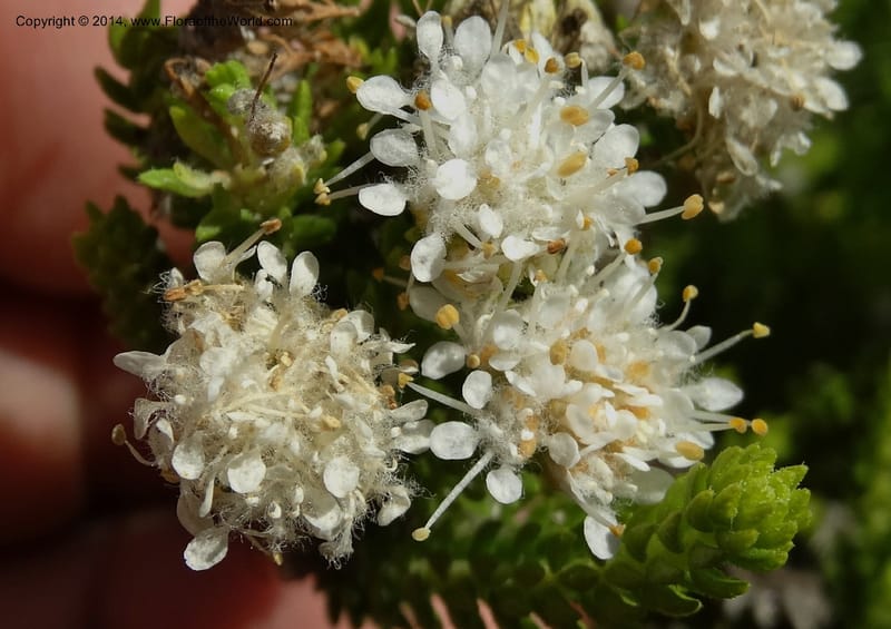 Agathosma collina, Davidson, C 12301--South Africa. Western Cape. De Hoop Nature Res. 22 Jan 2014. DSC01681 (97).JPG