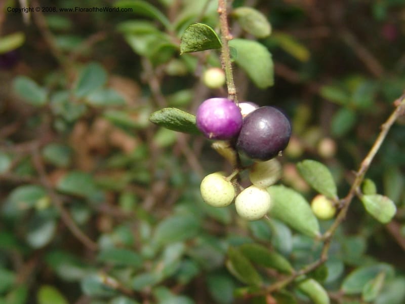 Myrsine africana--So.Africa. Mpumal. Buffelskloof Private Nat. Res. 17 Mch 05. 277.jpg