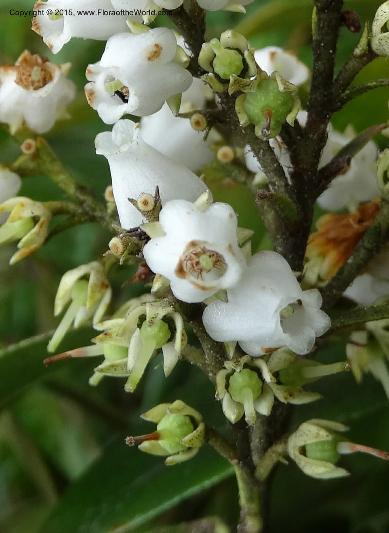 Pieris floribunda, Davidson, C 12956--North Carolina. Trans. Co. Devil's Courthouse View. 12 May 2015. DSC04151 (6).JPG