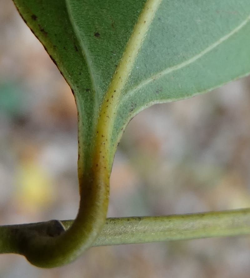 Cryptocarya, Lowry, P 7337--Fiji. Vesidrua Vill. 5 Nov 2015. DSC09215 (42).JPG