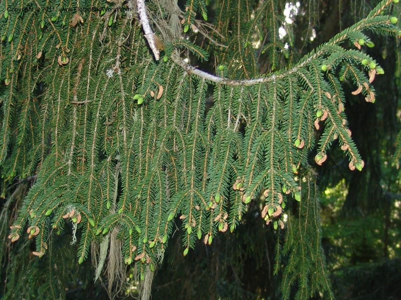 Picea orientalis--Georgia. Bakuriani Botanical Garden. Forest. 7 Jun 05. 086.jpg