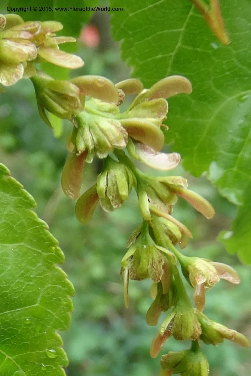 Acer davidii, Boufford, D 43630--China. Sichuan. LiXian. MiYaLuo. 9 May 2014. DSC04513 (183).JPG