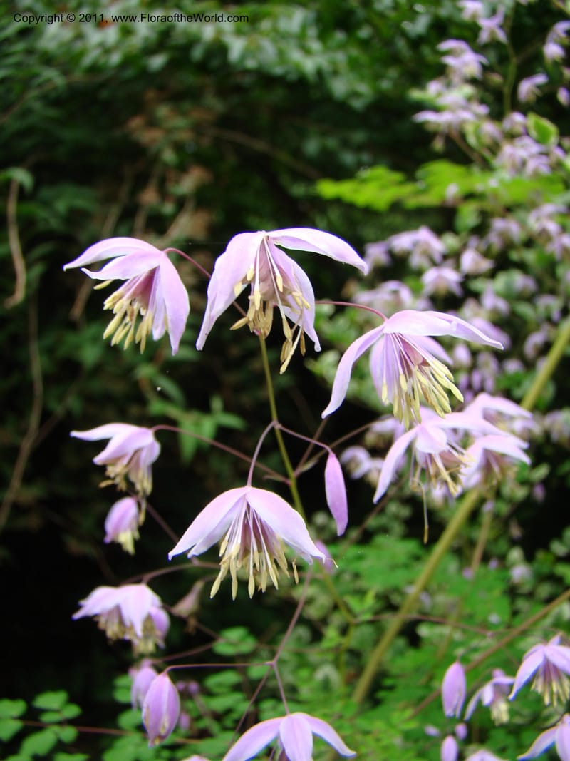 Thalictrum delavayi ssp acuminatum--Canada. BC. Univ. BC Bot. Garden. 27 Jul 08. 089.jpg