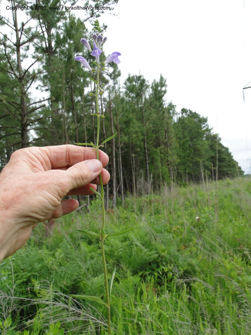 Scutellaria integrifolia, Mori, S 27426, USA, North Carolina, Jones Co, Catfish L Rd 10.5 miles from jct with Hwy 58, E of Maysville, 23 May 2010 (23).JPG