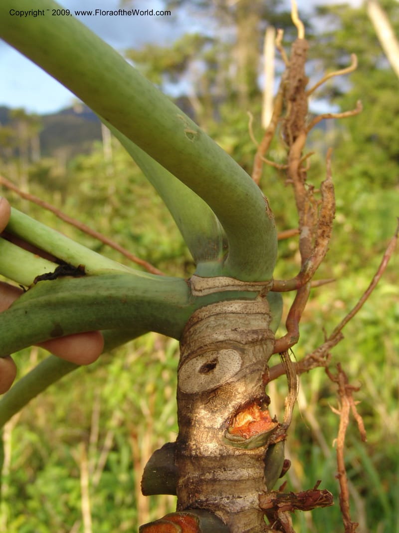 Philodendron deflexum, Croat98842--Ecuador. Zam. Ch. Rio Wawaime Val. 19 Sep 07. 101.jpg