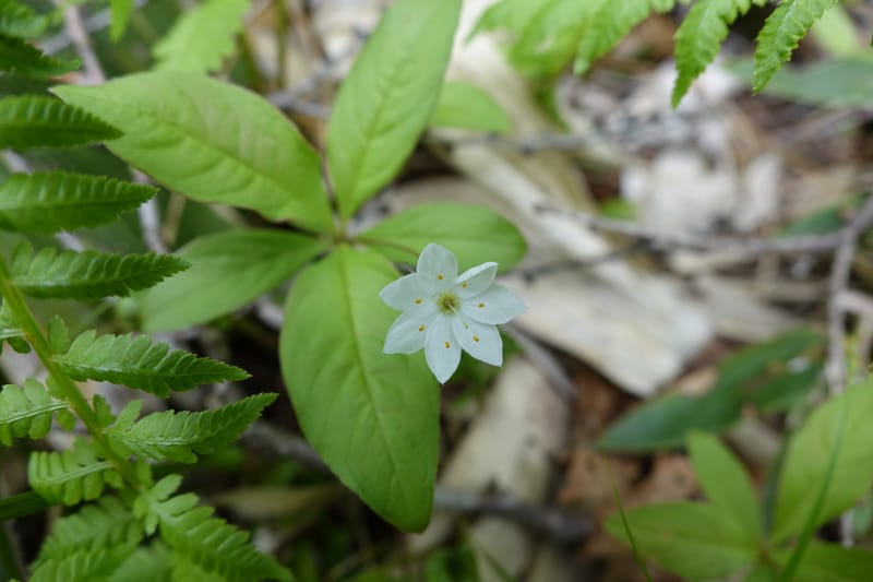 Trientalis europaea--Japan. Niigata. Sasagamine. Yu Memidaira. Forest Therapy Trail. 28 May 2016. DSC04970 (180).JPG