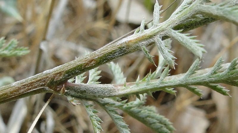 Anthemis tinctoria, 4.10--Iraq. Kurdistan. Shakh-i Sakran. 19 June 2010. 124 (9).jpg