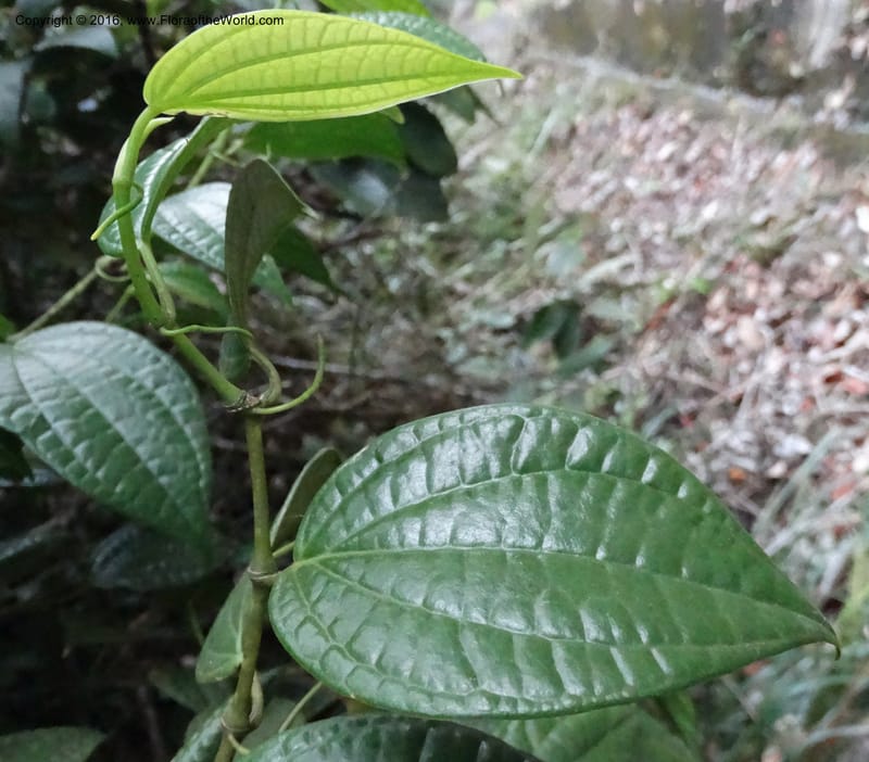 Piper, Davidson, C 12647--Sabah. G. Silam. 1 Oct 2014. DSC00937 (124).JPG