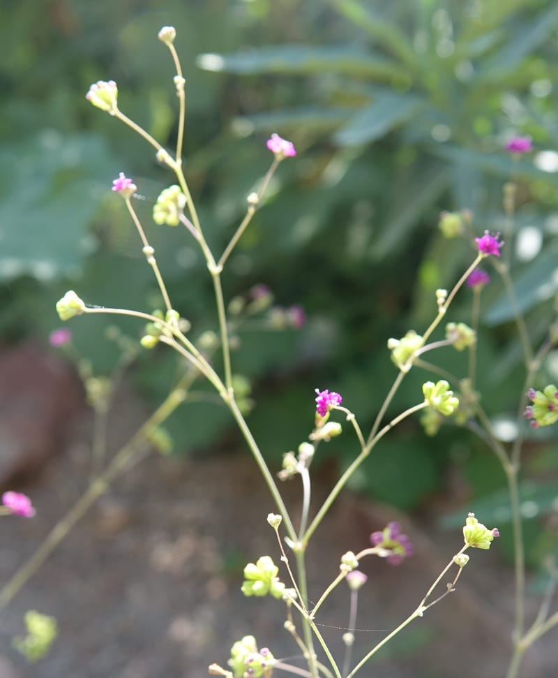 Boerhavia diffusa var. leiocarpa, Fortunato 13150--Argentina. S. of San Augustin. Las Bretes. 8 Feb 2018. DSC09370 (200).JPG