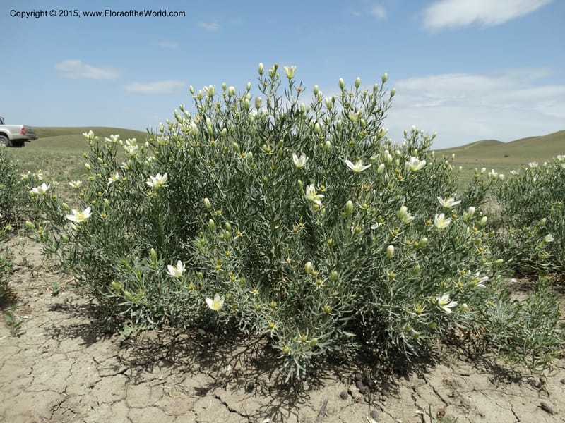 Peganum harmala, Davidson, C 12436--Georgia (Caucasus). Kakheti Region. (Kiziki). Toward Vashlovani. 6 Jun 2014. DSC07328 (455).JPG