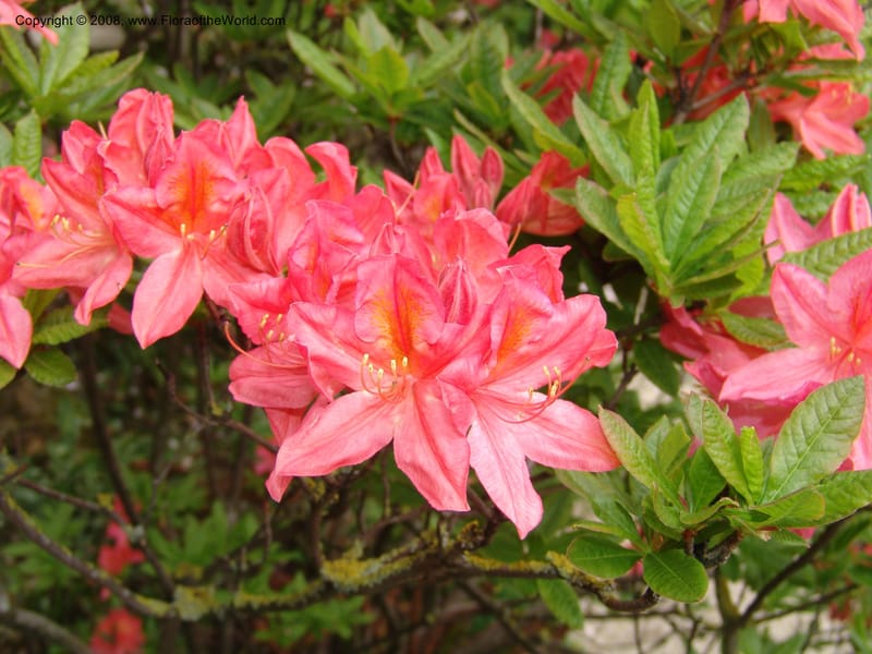 Rhododendron japonicum--France. Paris. Jardin des Plantes. 28 Apr 05. 053.jpg