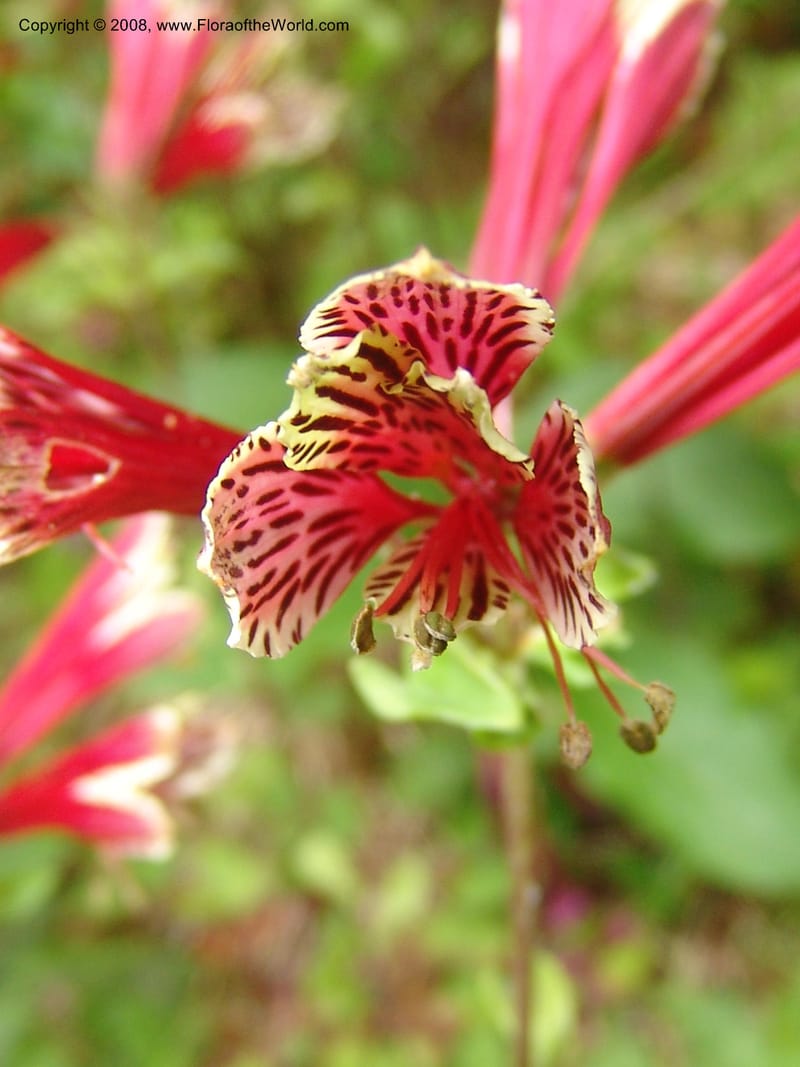 Alstroemeria psittacina, s.n.--CA. San Francisco Arboretum. 9 Aug 07. 549.jpg