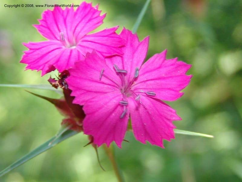 Dianthus subulosus--Georgia. Shio Mgvime Monastery road. 12 Jun 05. 097.jpg