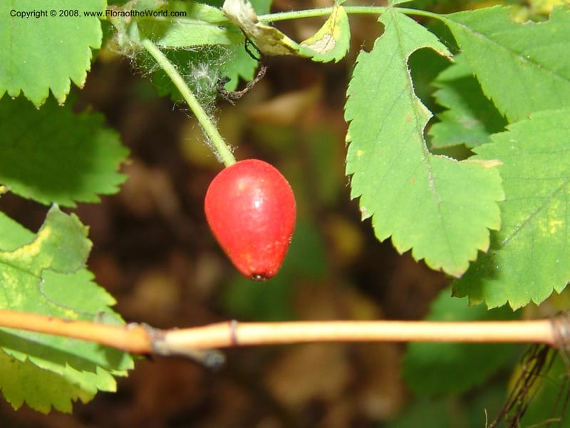 Rosa gymnocarpa--ID. Valley Co. Sylvan Beach, Payette Lake. 21 Aug 05. 006.jpg