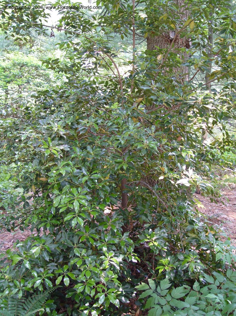 Illicium floridanum--DE. Mt. Cuba Center. 24 Jun 03. 020.jpg