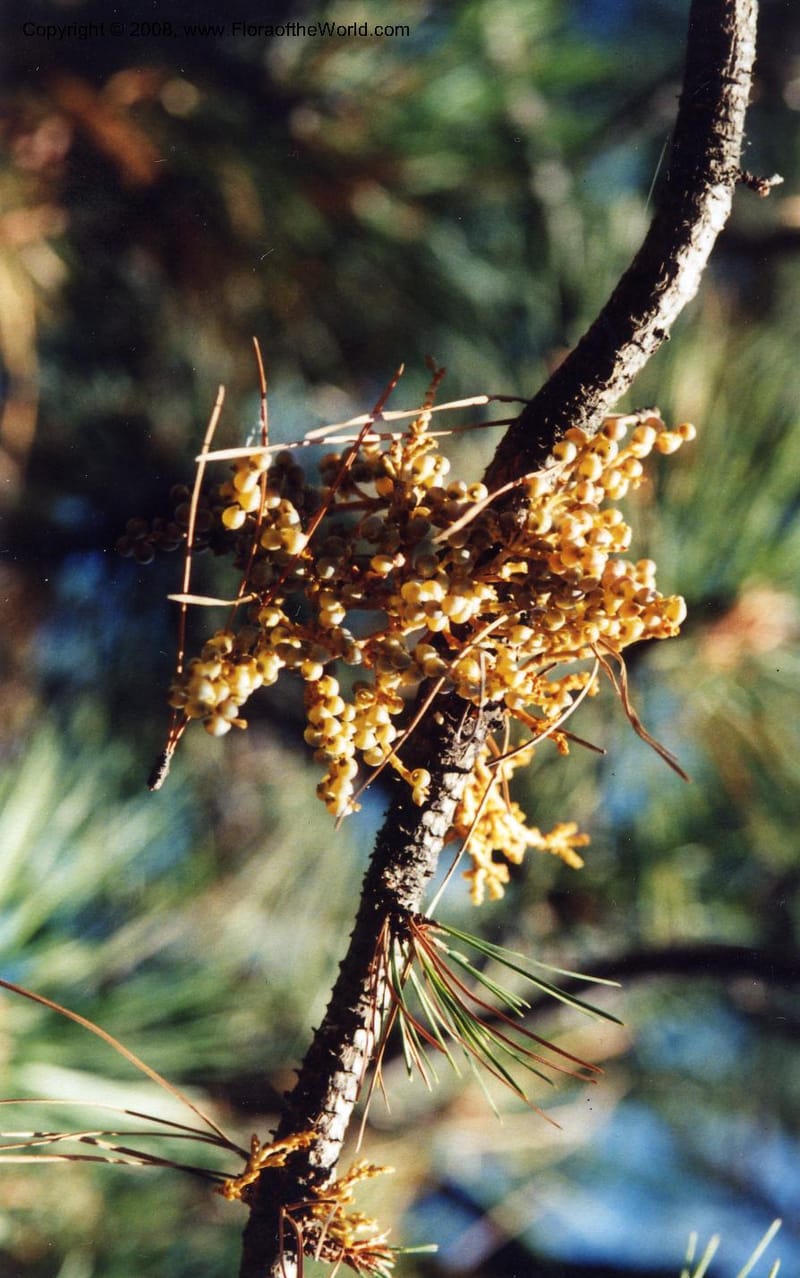 Arceuthobium americanum--ID. Kootenai Co. Couer d'Alene Lake. 25 Sep 00. 005.jpg