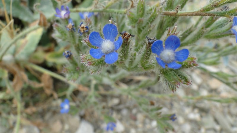 Anchusa italica, 6.1--Iraq. Kurdistan. Shakh-i Sakran. 19 June 2010. 105 (3).jpg