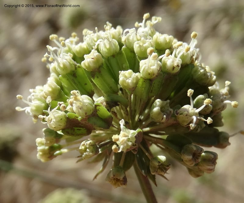 Asteriscium chilensis, Davidson, C 12819--Chile. Ruta J-55 east of Talca. 27 Nov 2014. DSC08479 (58).JPG