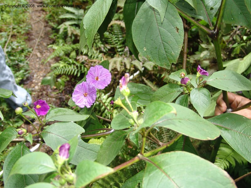 Lycianthes, RVasquez33130--Peru. Cusco. La Conv. Sta Ana. Tunquimayo. 2 Nov 07. 042.jpg