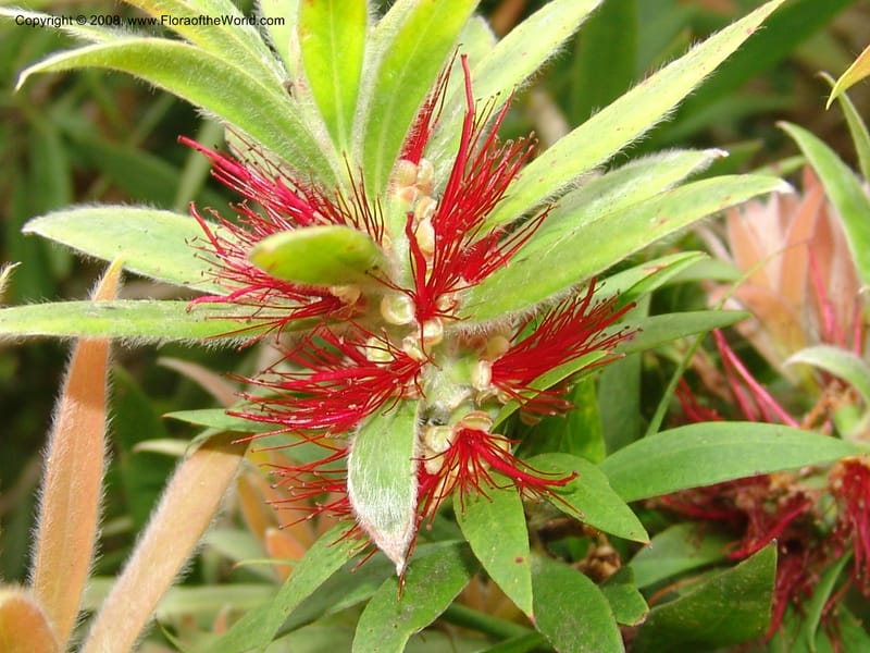Callistemon comboynensis, s.n.--CA. San Francisco Arboretum. 9 Aug 07. 393.jpg