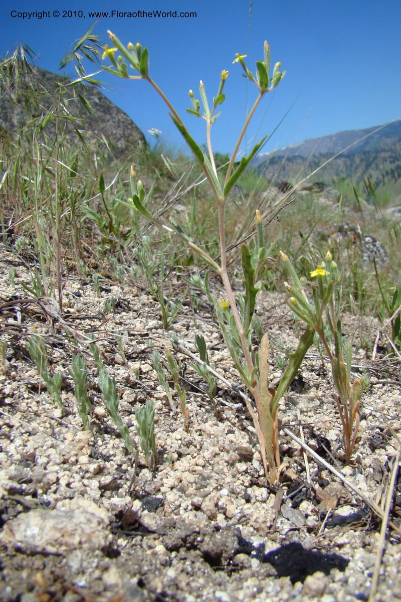 Mentzelia albicaulis, C. Davidson 11363--Idaho. Idaho Co. Salmon River. Polly Bemis Ranch. 27 May 2009. 292.jpg