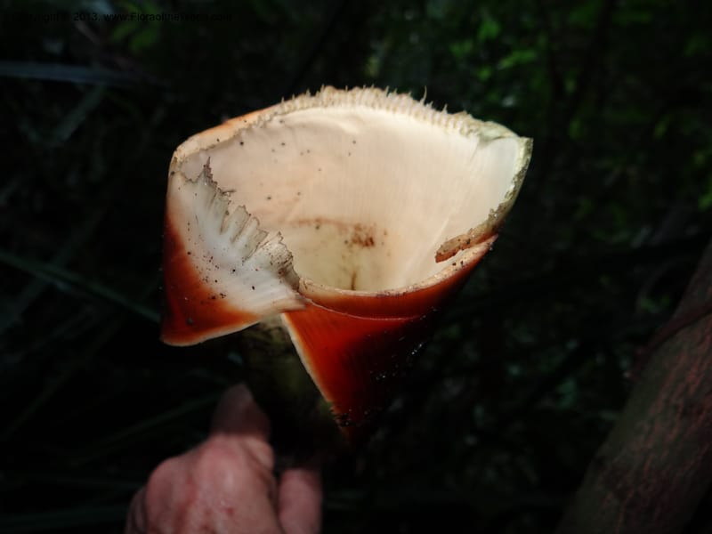 Pandanus acaulescens, Callmander 1040--Thailand. Chiang Mai Prov. Doi Suthep Pui Nat. Park. 7 Nov 2012. DSC07362 (354).JPG