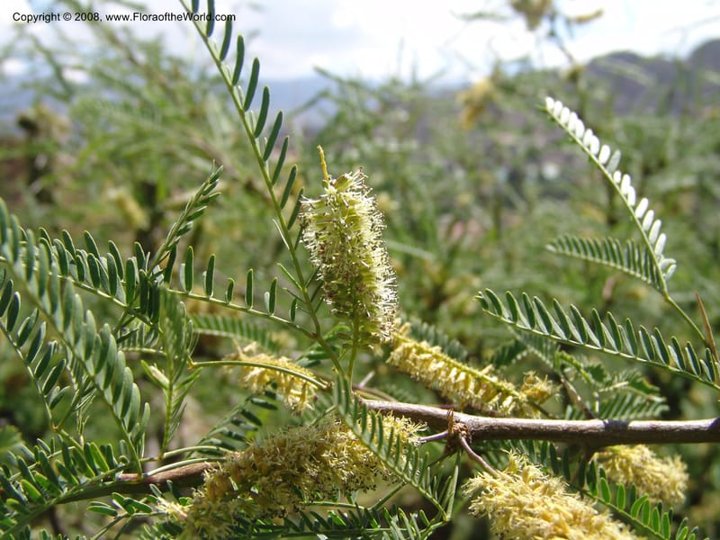 Prosopis flexuosa cf--Bolivia. La Paz. Send. Aguila. 4 Dec 04. 118.jpg