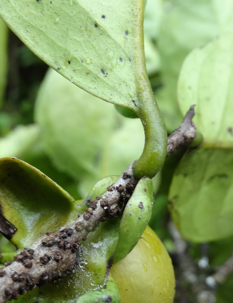 Diospyros, Plunkett, G. 3195--Fiji. Across the road from Waisali RF. 8 Nov 2015. DSC00330 (169).JPG