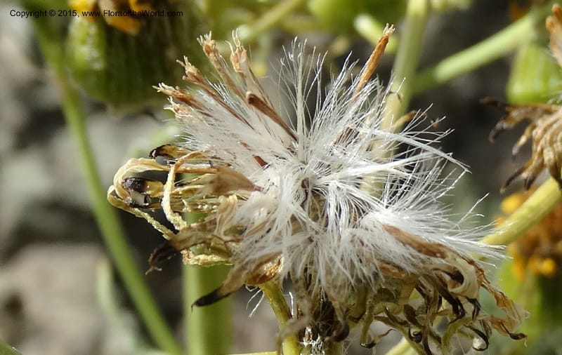Senecio, Davidson, C 12598--ID. Idaho Co. Seven Devils Camp Ground. 15 Jul 2014. DSC00113 (315).JPG